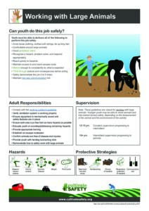 AYWG: Working with Large Animals